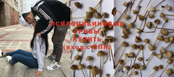 прущие грибы Баксан