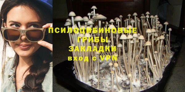 прущие грибы Баксан