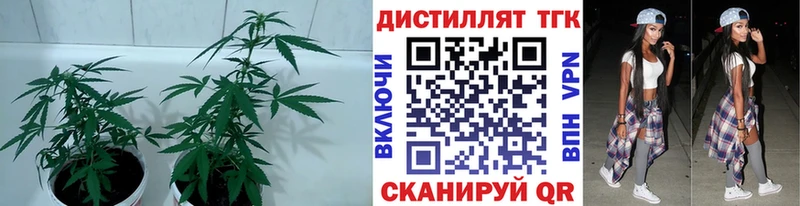 Дистиллят ТГК вейп  маркетплейс клад  Гурьевск  что такое наркотик 